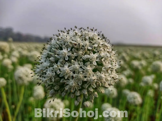 পেঁয়াজের বিচি